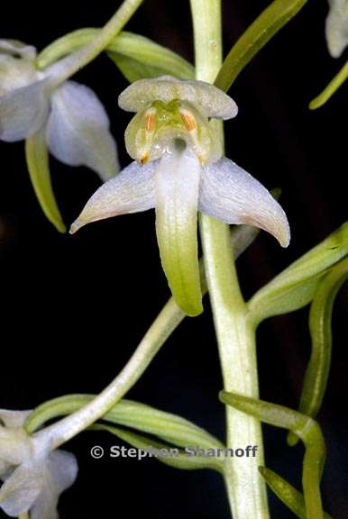 platanthera chlorantha graphic